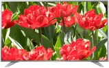 49UH656